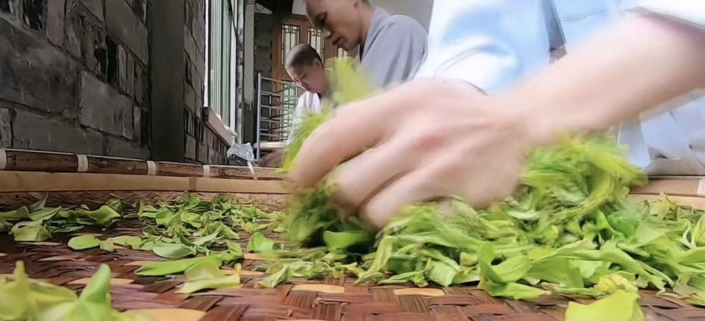 Monk sorting freshly picked tea leaves